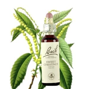 Sweet Chestnut - Castaño Dulce 20ml