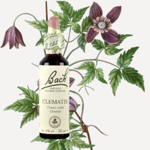Clematis - Clematide