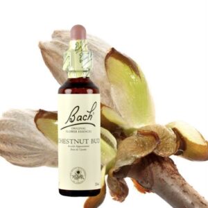 Chestnut Bud - Brote Castaño Blanco