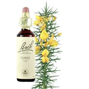 Gorse - Aulaga