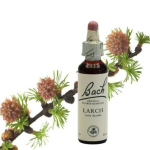 Larch - Alerce