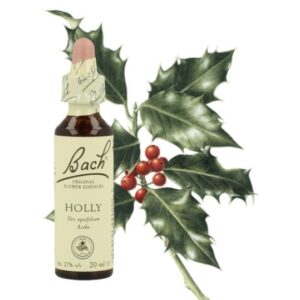 Holly - Acebo